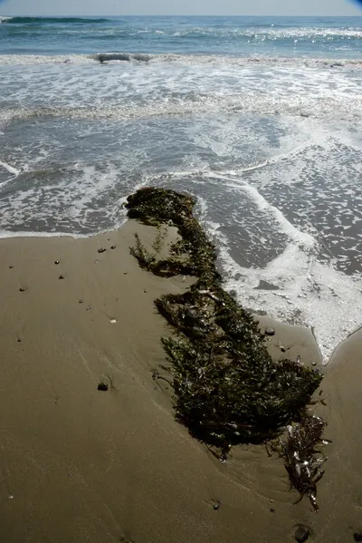 DSC_2536 (Large).JPG